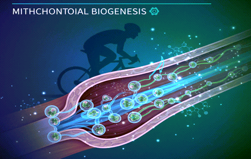 Mitochondrial Biogenesis